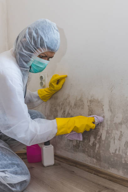 Best Black Mold Removal  in Fairfield Plantation, GA