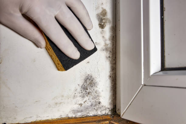  Fairfield Plantation, GA Mold Removal Pros
